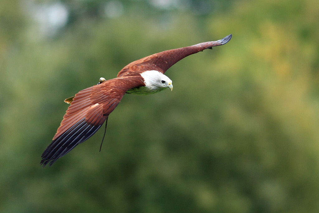 200mm 1/1000sec f2.8  (ISO 400)