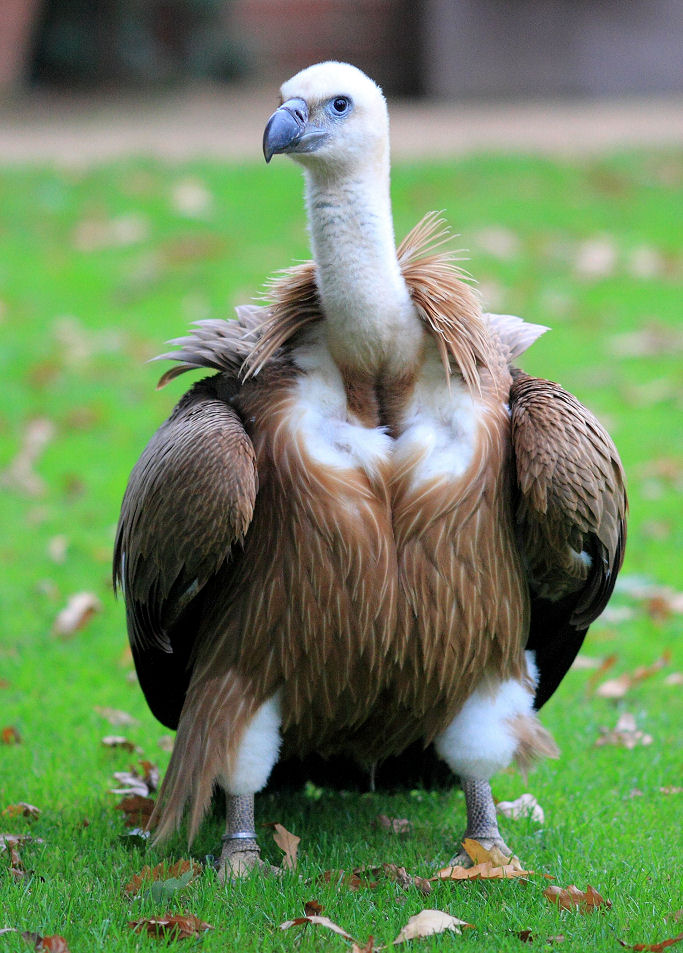 200mm 1/1600sec f2.8 -1/3 stop (ISO 800)