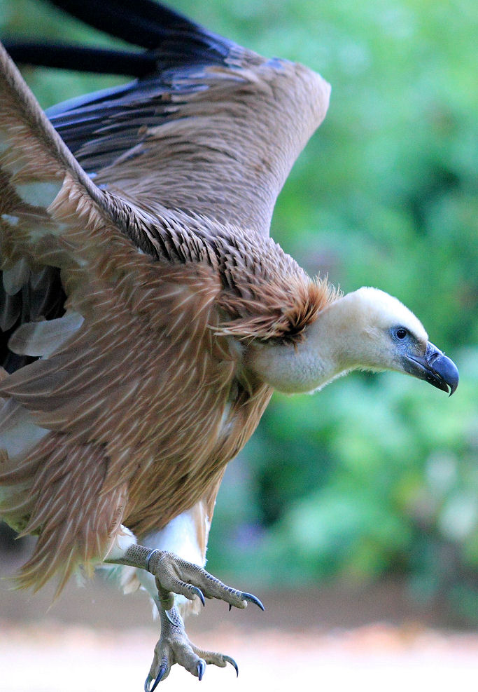 200mm 1/800sec f2.8 -1/3 stop (ISO 800)