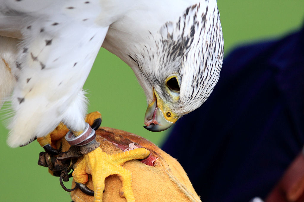 200mm 1/800sec f4.5  (ISO 400)