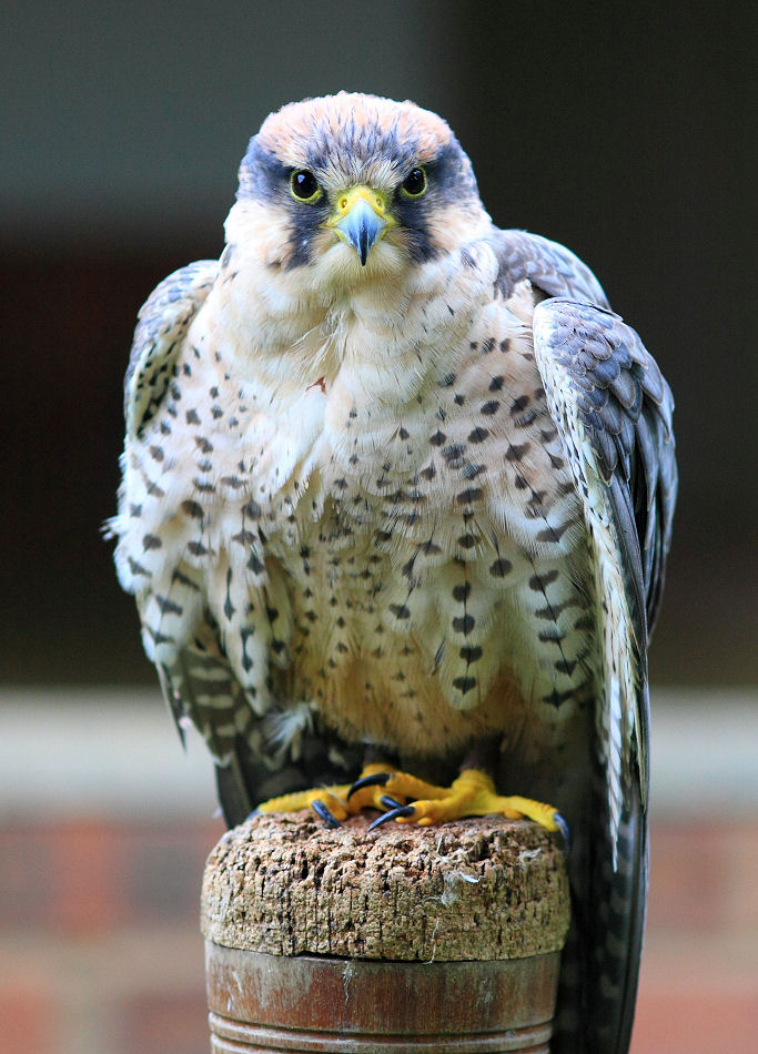 200mm 1/800sec f2.8 -1/3 stop (ISO 400)