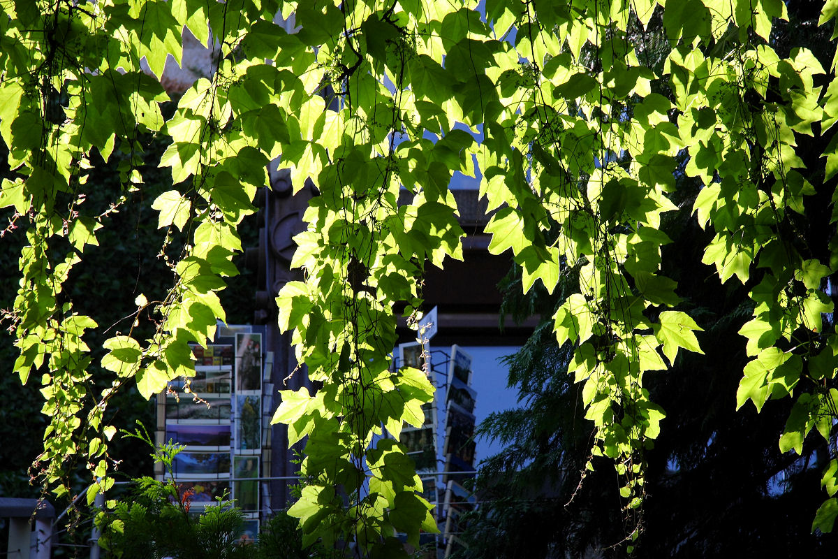 85mm 1/160sec f7.1 -2/3 stop (ISO 100)