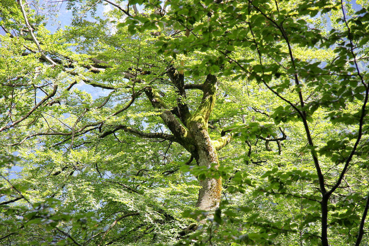 85mm 1/80sec f5.6 -1/3 stop (ISO 100)